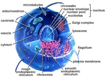 Cell Structure